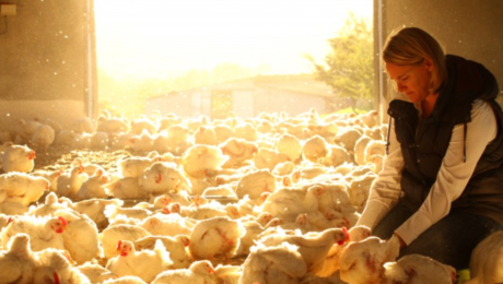feeding chickens